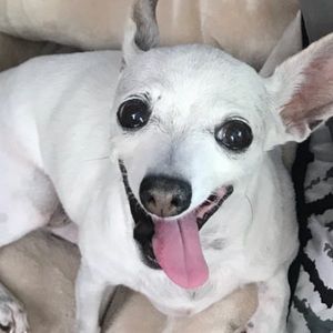 Meet your Posher, Lola